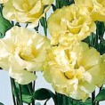 /album/lisianthus/a06-jpg/
