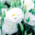 /album/lisianthus/a07-jpg/