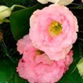 /album/lisianthus/a08-jpg/