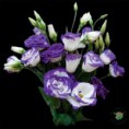 /album/lisianthus/a09-jpg/