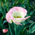 /album/lisianthus/a11-jpg/