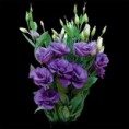 /album/lisianthus/a12-jpg/