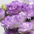 /album/lisianthus/a13-jpg/