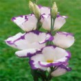 /album/lisianthus/a14-jpg/